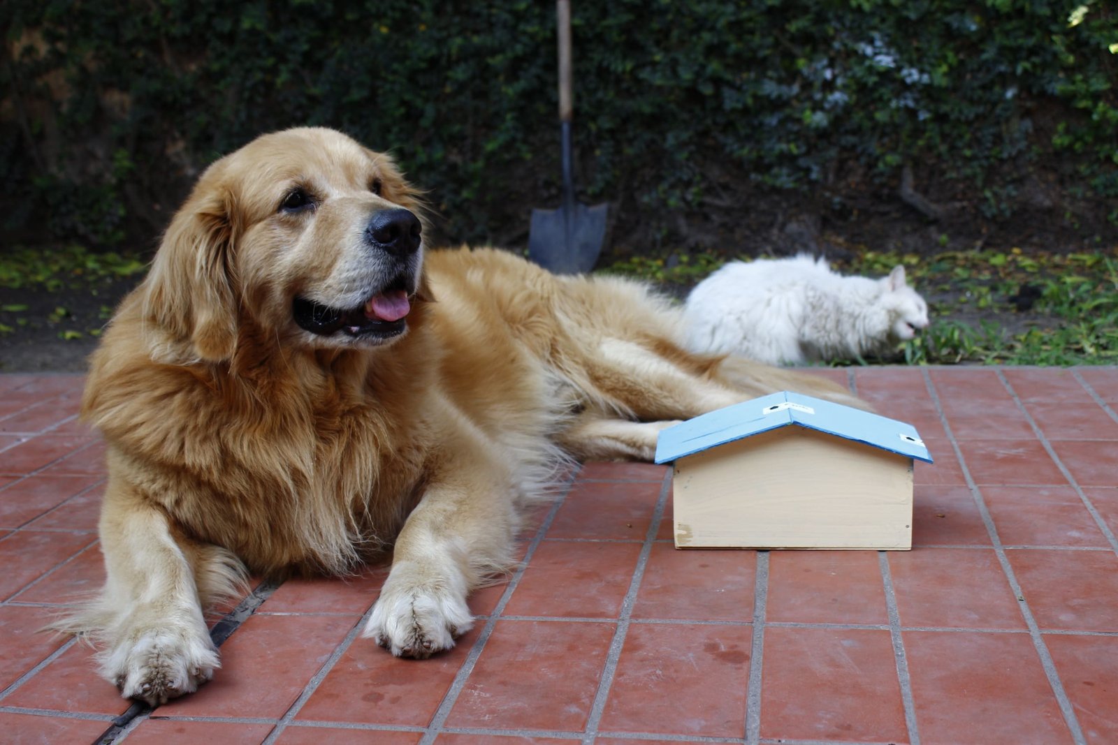 How Electronic Training Collars Transform Aggressive Dogs Into Obedient Companions in Just 7 Days7 Game-Changing Comfort Control Collars That Stop Pulling Without Choking Your Dog