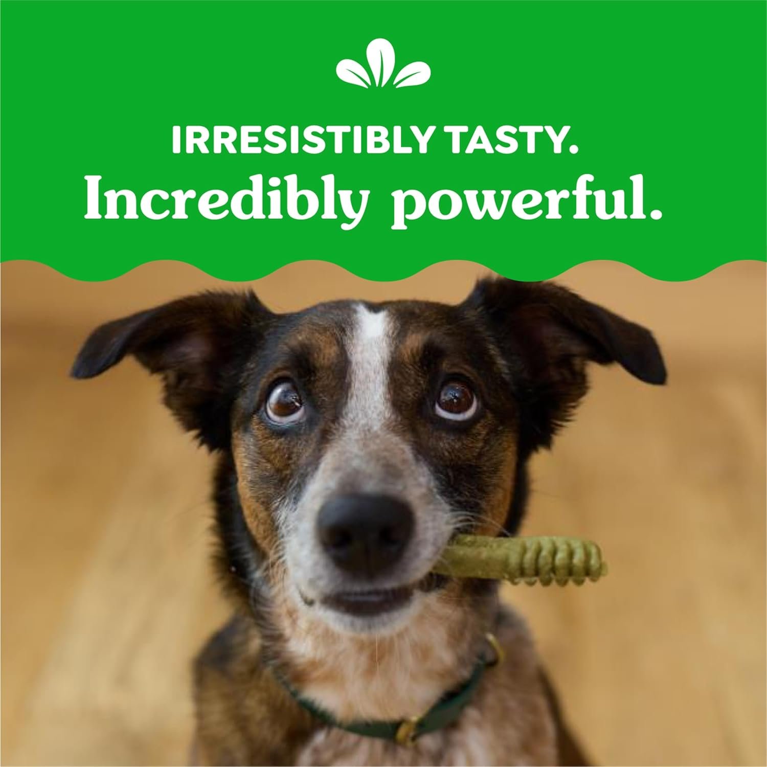 Greenies Original Teenie Dental Treats Review: Vet-Recommended Solution That Actually Fights Plaque