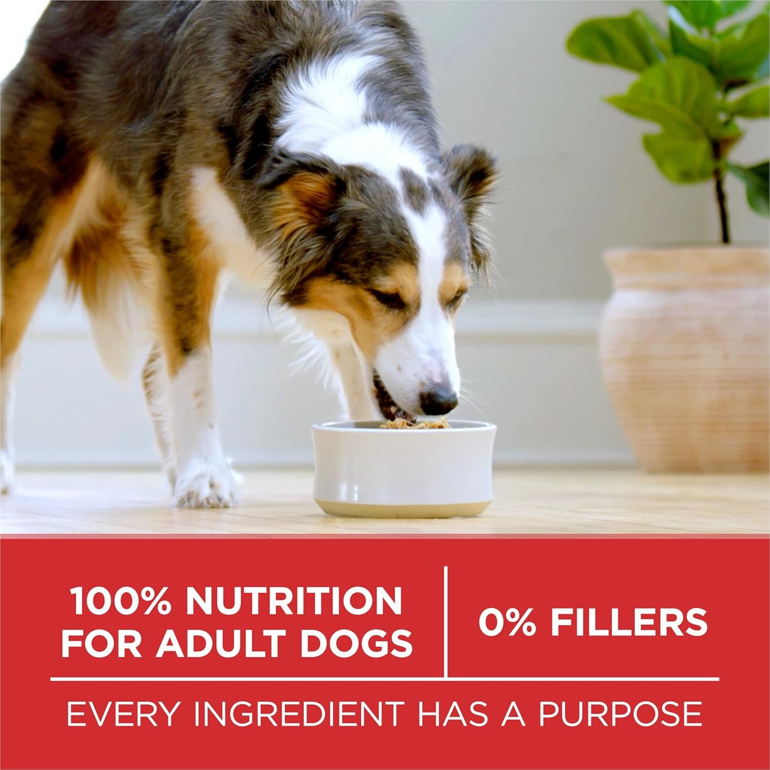 Top Amazon Seller: Purina ONE SmartBlend Dog Food Review: Veterinarian-Recommended Nutrition at Grocery Store Prices