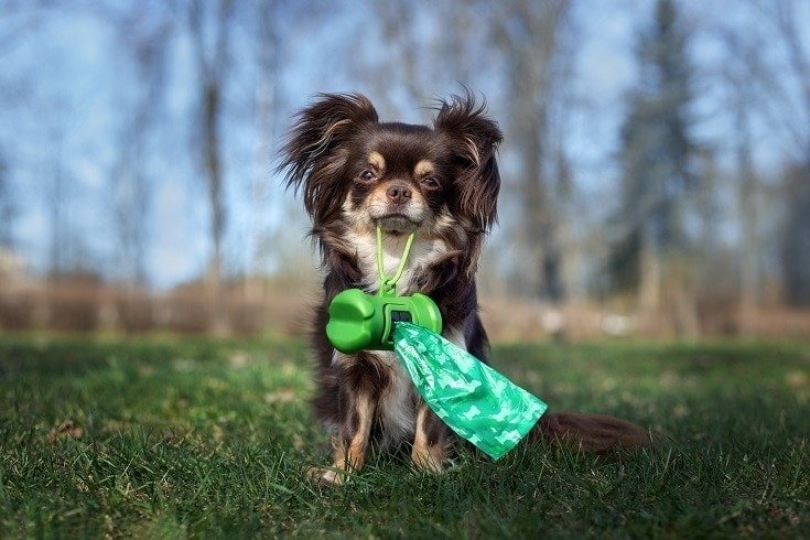 Top 3 Must-Have Dog Poop Bag Dispensers for Every Responsible Pet Owner